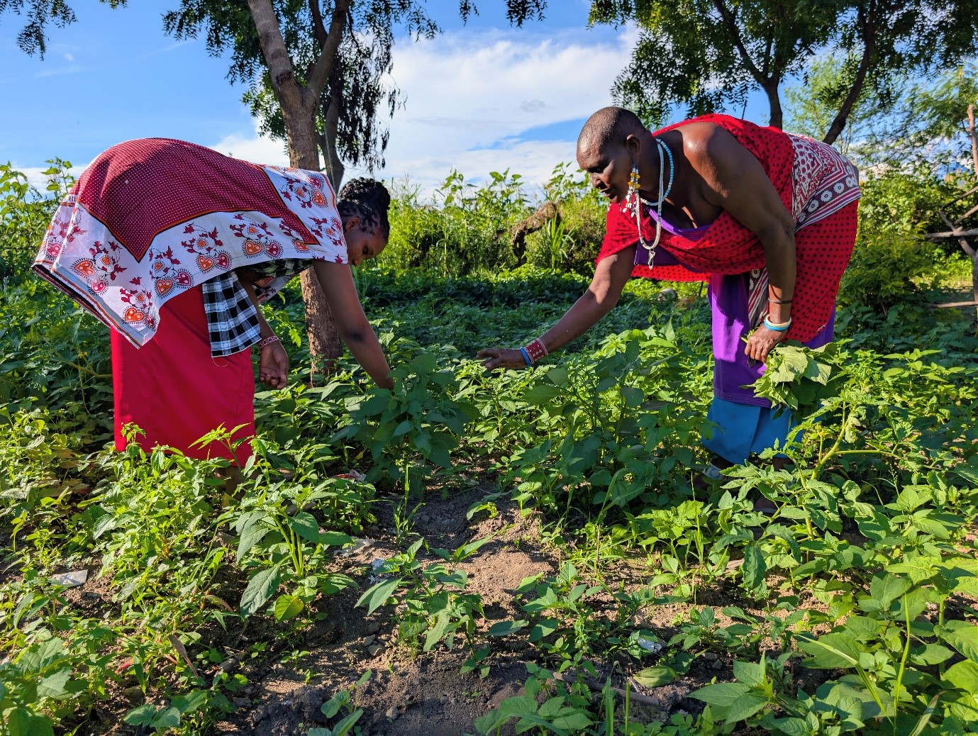Community farming resilience